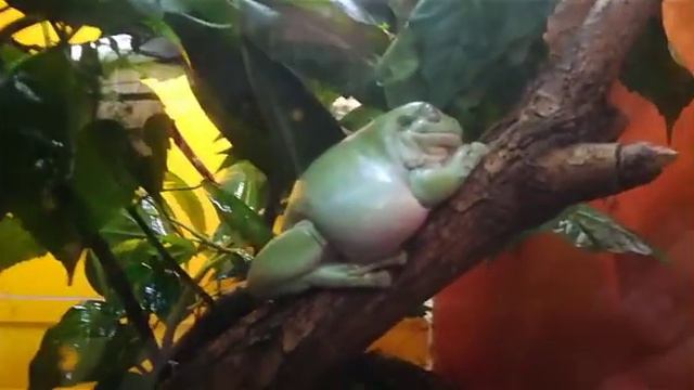 путешествие натуралиста в Питербургском зоопарке смотреть онлайн