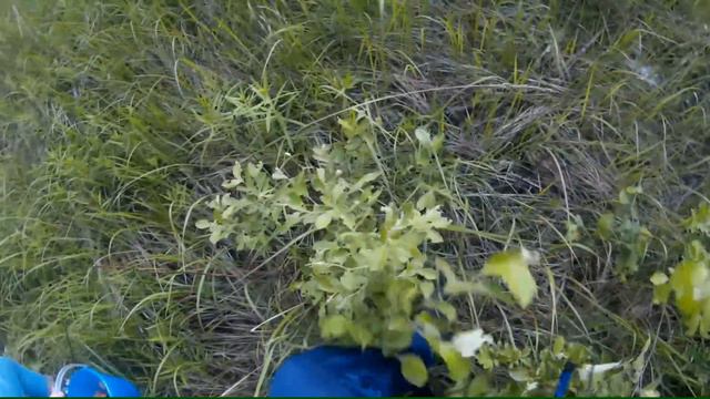 Тихая охота. Первые грибы 2016 года смотреть онлайн