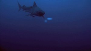 When Tiger Sharks Attack