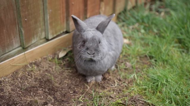 Maxi Bunny Crazy Happy Rolling (Full HD) смотреть онлайн