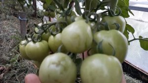 Томаты агрофирмы ,,Партнер,, которые меня порадовали!!!