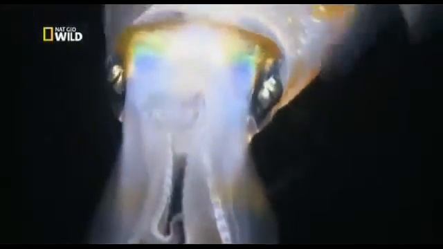 СТРАННОЕ МЕСТО В ОКЕАНЕ. ЖИЗНЬ НА ДНЕ МОРЯ. смотреть онлайн