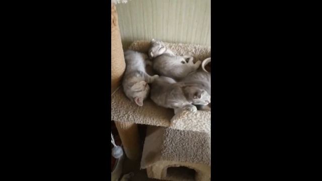 Шотландские котята.