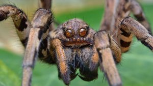 Как избавиться от пауков.