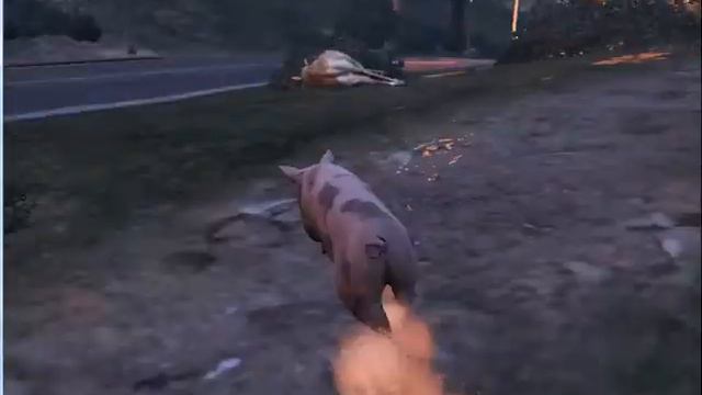 лофофоры №3!WTF!!??Я свинья!!!!!!! смотреть онлайн