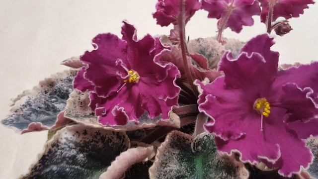 Фиалка ЛЕ-Полина Виардо смотреть онлайн