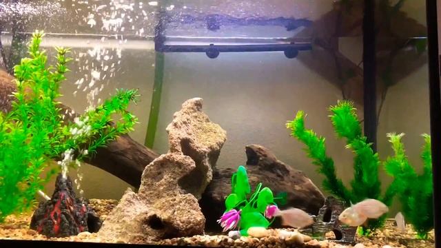 Как быстро растут пираньи смотреть онлайн