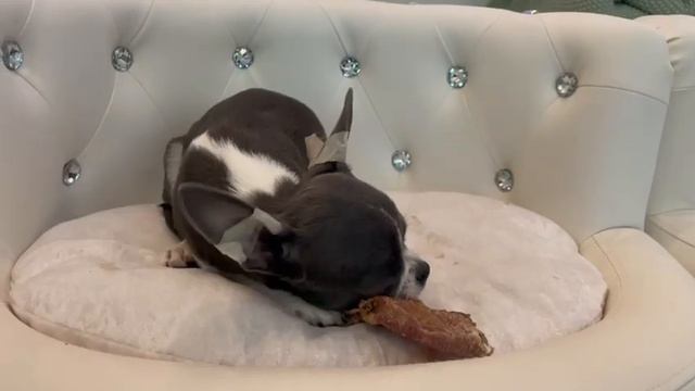 привет из Чикаго США Америка от Сибири выпускник питомника чихуахуа Кастропуло Крым смотреть онлайн