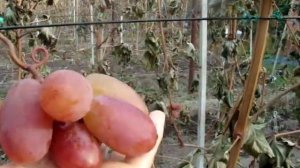 МОРОЗ МИНУС 5 ПОБИЛ ЛИСТЬЯ ВИНОГРАДА