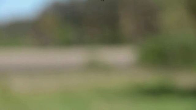 Дом... Лес.... смотреть онлайн