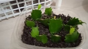 Полка на окно для рассады или комнатных цветов // простая и удобная   #полкидлярассады#ютуб