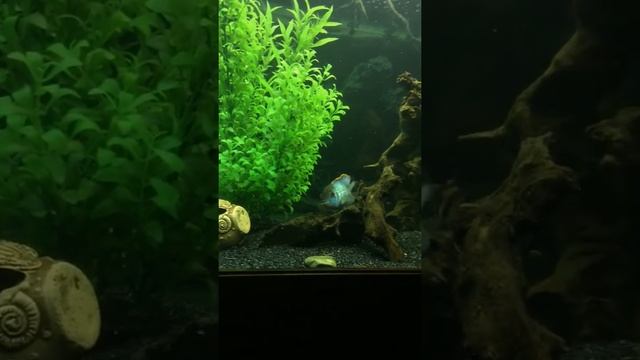 Аквариумная рыба Нож трапезничает смотреть онлайн