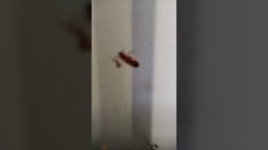 Паук заплетает жука в паутину