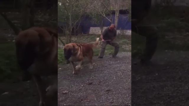 Не переживай, он дружелюбный. Просто хочет поздороваться