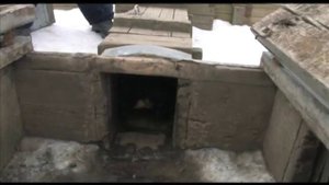 Натаска норных собак (на притравочной станции) - Беляков Хантинг