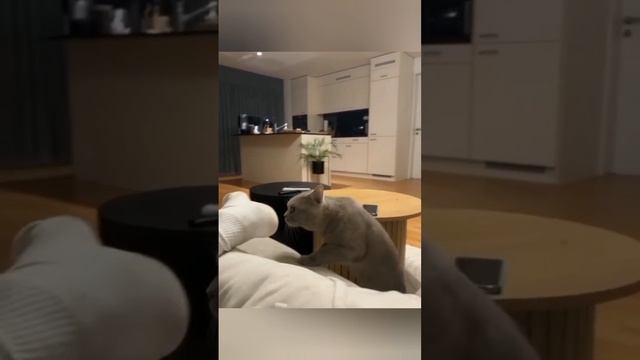 ДомашниеПитомцы и СмешныеВидео