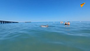 Cá heo bơi cùng các du khách ở gần bờ biển đen Anapa
