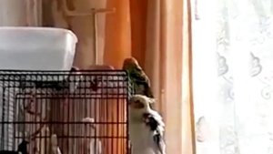 КАКОГО ПОПУГАЯ ЗАВЕСТИ ДЛЯ РЕБЁНКА