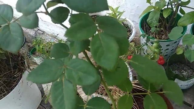 Как чувствует себя роза с красными листьями. Продолжение. смотреть онлайн