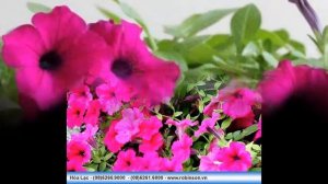 Hoa dạ yên thảo Petunia PET 037 Jumbo Violet