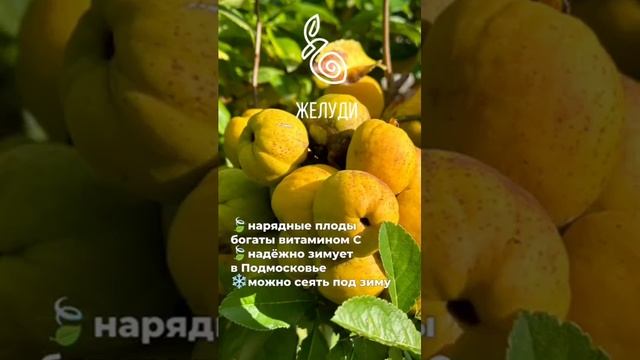 Хеномелес японский - красивый, полезный, выносливый