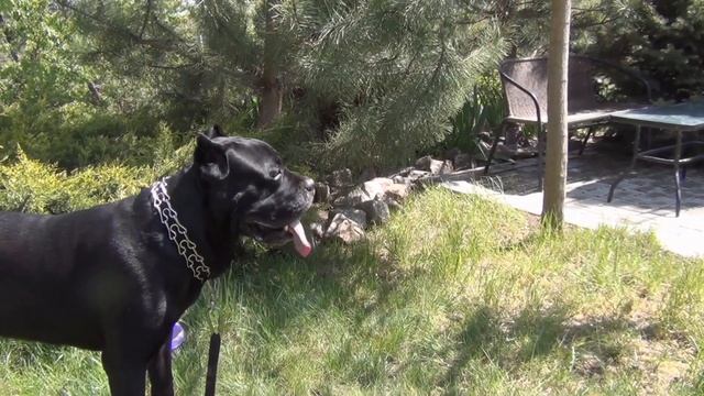 Знакомство собаки Кане Корсо с морской свинкой Американский Тедди. #canecorso #dogs #собаки смотреть онлайн