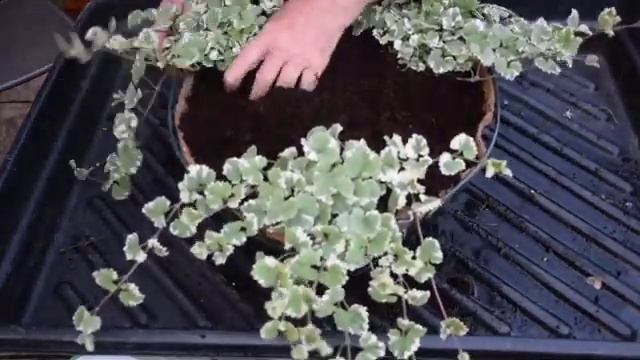 102 Summer Hanging Basket смотреть онлайн