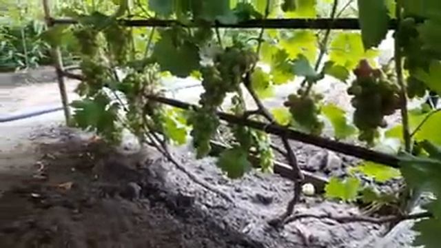 Виноград ранний Каталония Румейка Лорано на 6.08.2020год. смотреть онлайн