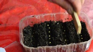 Секреты выращивания декоративного перца