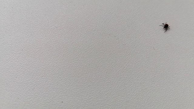 Апрельский клещ, жирный и активный... смотреть онлайн