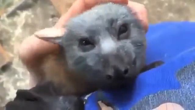 Летучая мышь пищит от щекотки смотреть онлайн