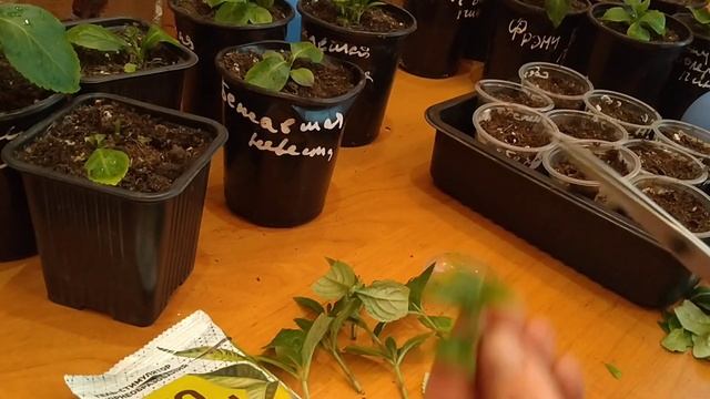 ГОРТЕНЗИИ ФРЕНЧ БОЛЕРО И СБЕЖАВШАЯ НЕВЕСТА ЧЕРЕНКОВАНИЕ . смотреть онлайн