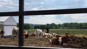 Искусственное осеменение коровы. Видео - инструкция.