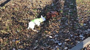 как научить собаку команде «дорога»🧡полезные команды на прогулке❤️