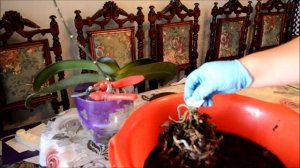 Деление куста  орхидеи Фаленопсис