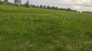 Гнездо тетерева-косача(тетёрки)