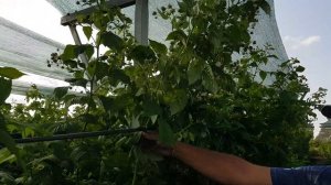 Рем сорт малины Атлант. Один из самых первых