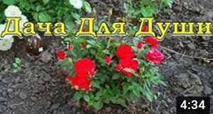 КОМНАТНЫЕ РАСТЕНИЯ - в открытый грунт ?????