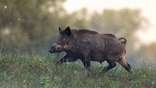 Boar Spirit Guide - Ask the Spirit Guides Oracle, Totem Animal, Power Animal, Magical Crafting