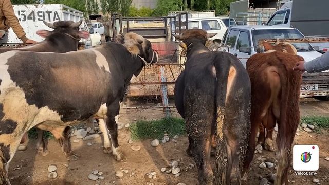 AVVAL BOZORI FAQAT BUQALAR NARHLARI .Zo’r buldi  20,05,2023