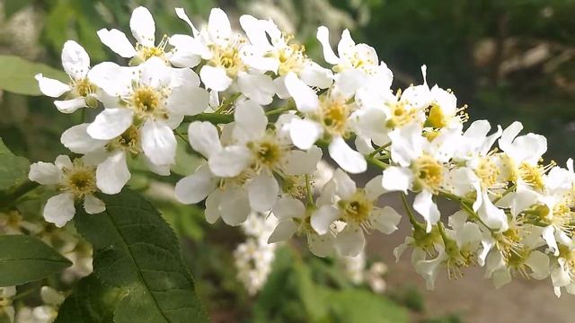 Ветка цветущей черёмухи/Flowering branch of bird cherry смотреть онлайн