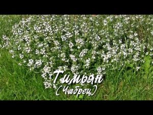 Тимьян (Чабрец).  Дачные картинки.