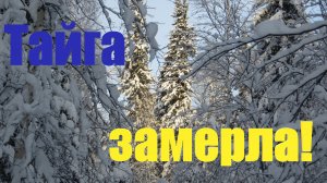 Первый раз в этом году прошёлся по тайге очень иного следов зайца пополнил запасы витаминов птиц нет