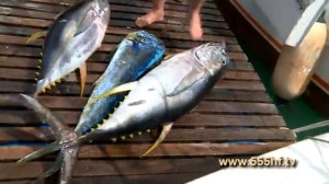 Морская рыбалка. Голубой марлин на 145 кг. Маврикий. Часть 4.
