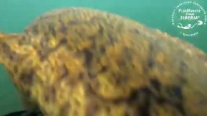 Подводная охота на налима в Красноярске