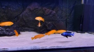 Pseudotropheus Saulosi Coral