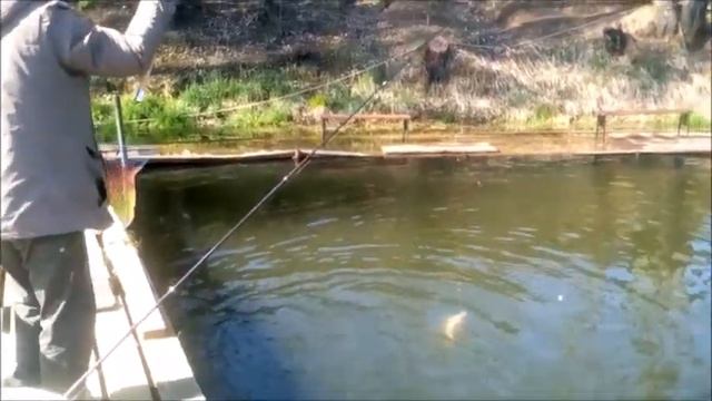 Рыбалка в Подмосковье! Клев не стихает! смотреть онлайн