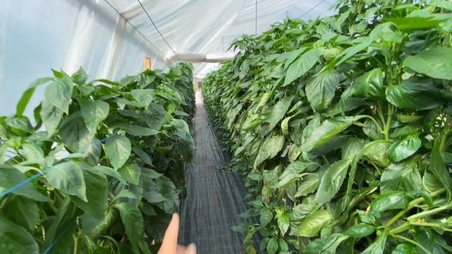 Один корень - одна точка роста. Технология выращивания перца. смотреть онлайн