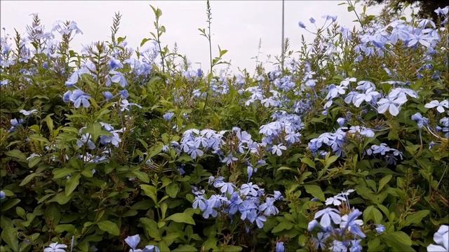 ????Wow! Pretty | Flower |Plumbago| Best Front Yard Plant| Hedges | Garden | Landscaping |Nature??? смотреть онлайн