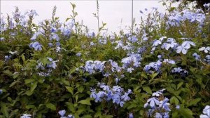 ????Wow! Pretty | Flower |Plumbago| Best Front Yard Plant| Hedges | Garden | Landscaping |Nature???